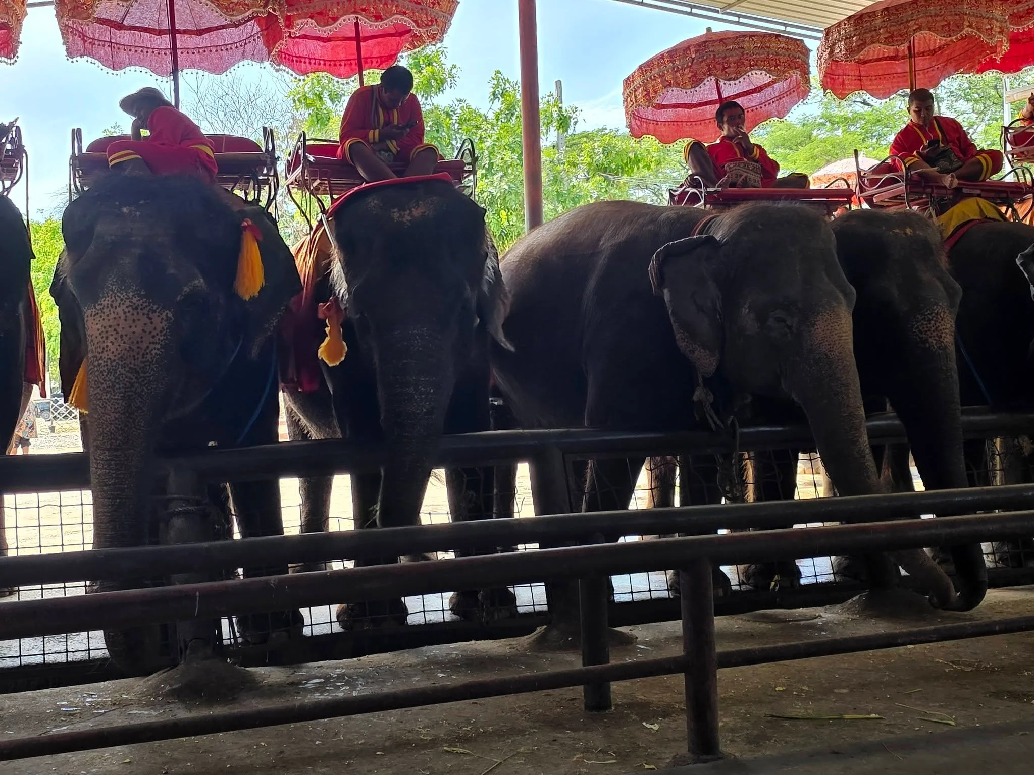 Elephant camp in Ayutthaya